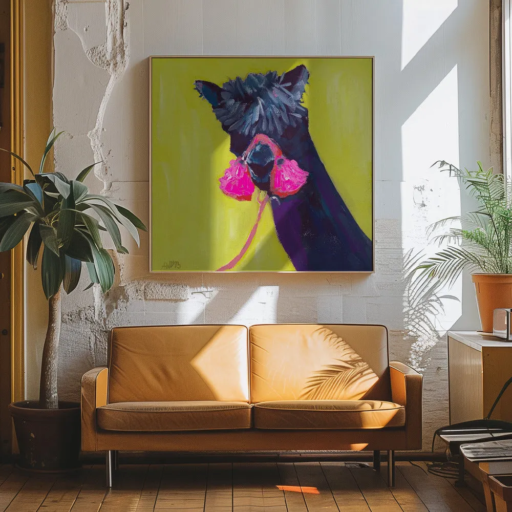 Black Alpaca - Square Stretched Canvas, Poster or Fine Art Print