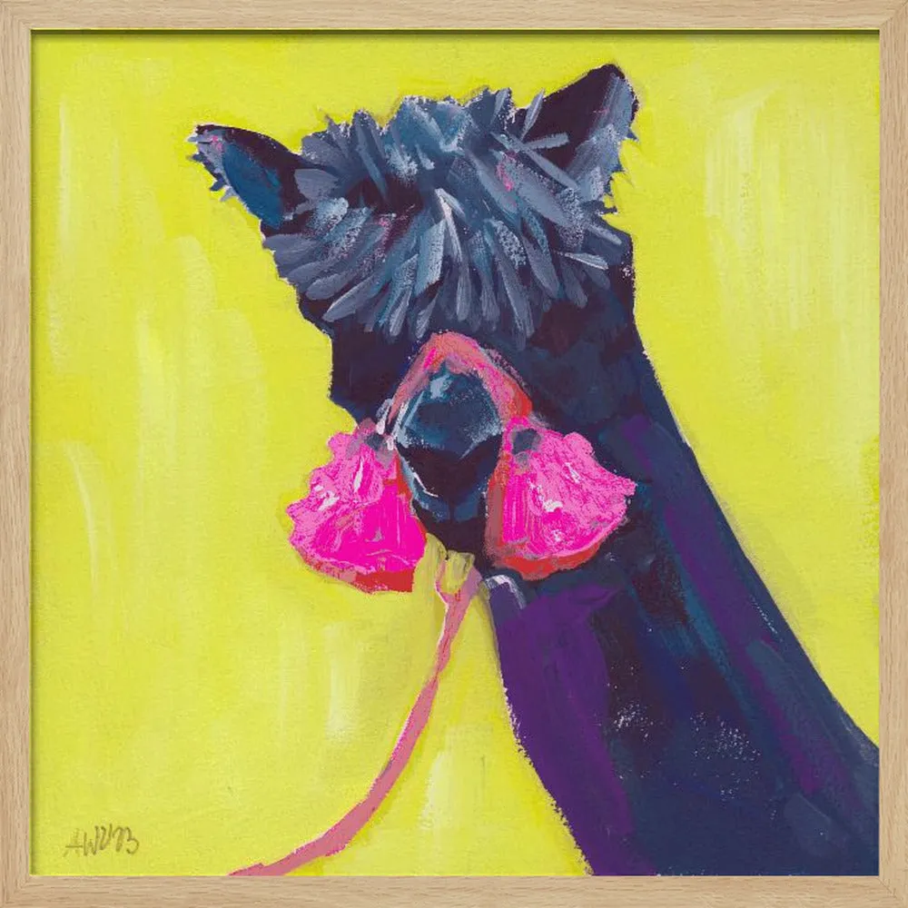 Black Alpaca - Square Stretched Canvas, Poster or Fine Art Print