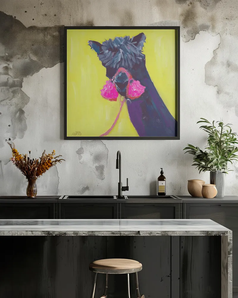 Black Alpaca - Square Stretched Canvas, Poster or Fine Art Print