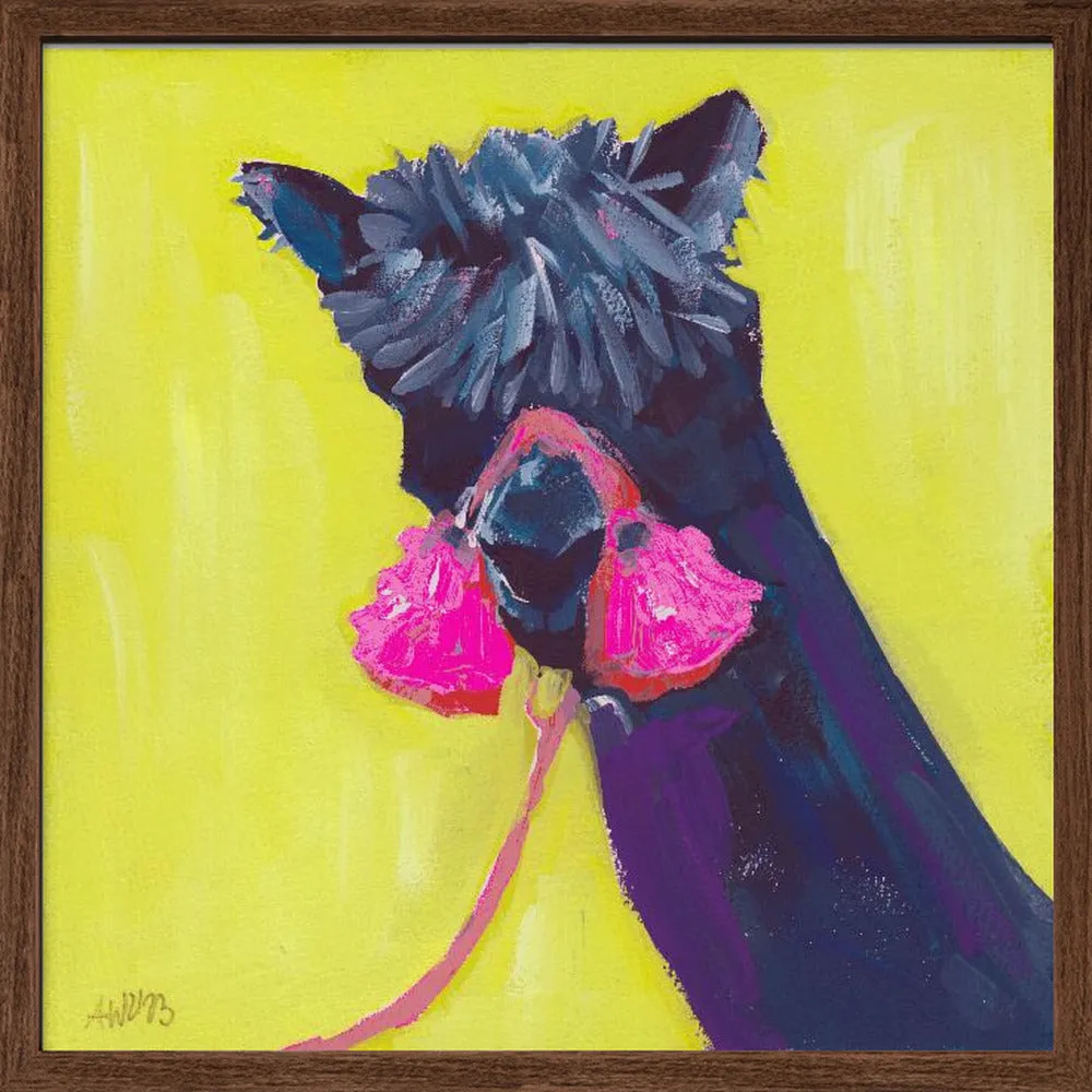 Black Alpaca - Square Stretched Canvas, Poster or Fine Art Print