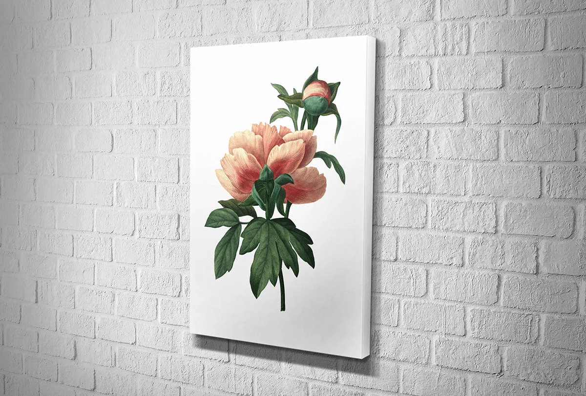 Botanical Illustration Chinese Peony | Botanical Wall Art Print