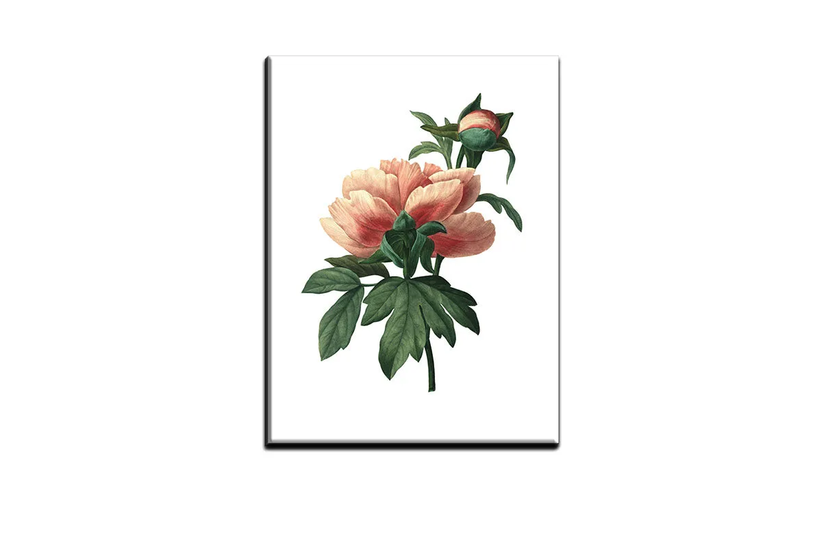 Botanical Illustration Chinese Peony | Botanical Wall Art Print