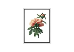 Botanical Illustration Chinese Peony | Botanical Wall Art Print