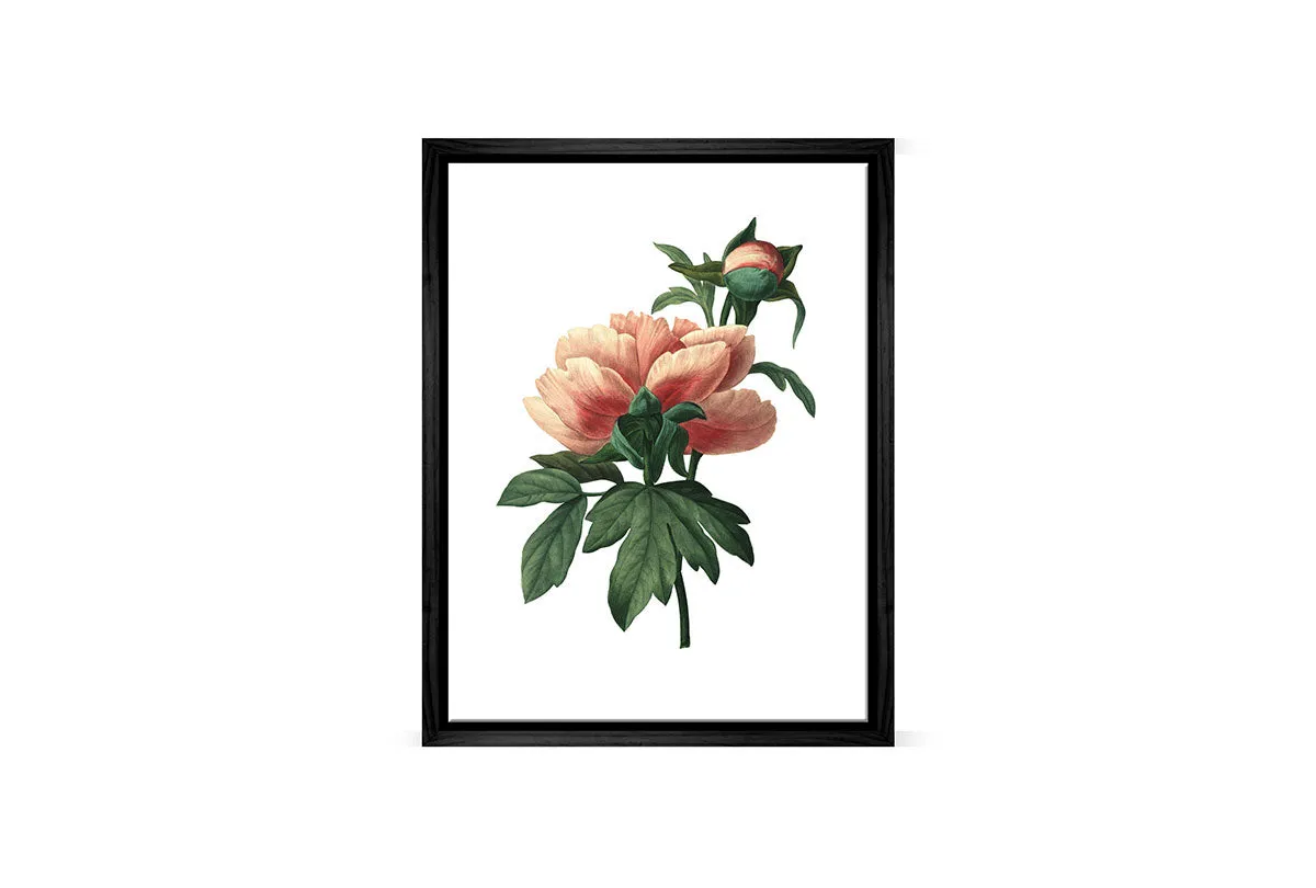 Botanical Illustration Chinese Peony | Botanical Wall Art Print