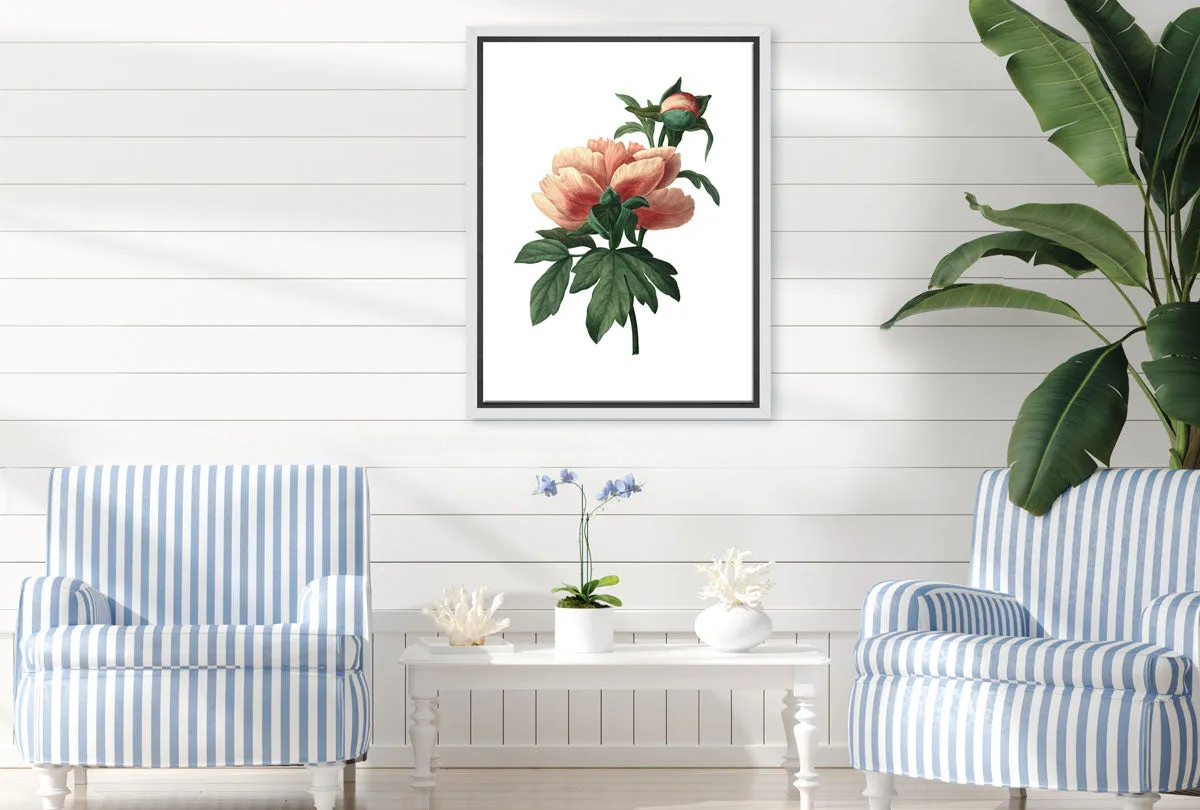 Botanical Illustration Chinese Peony | Botanical Wall Art Print