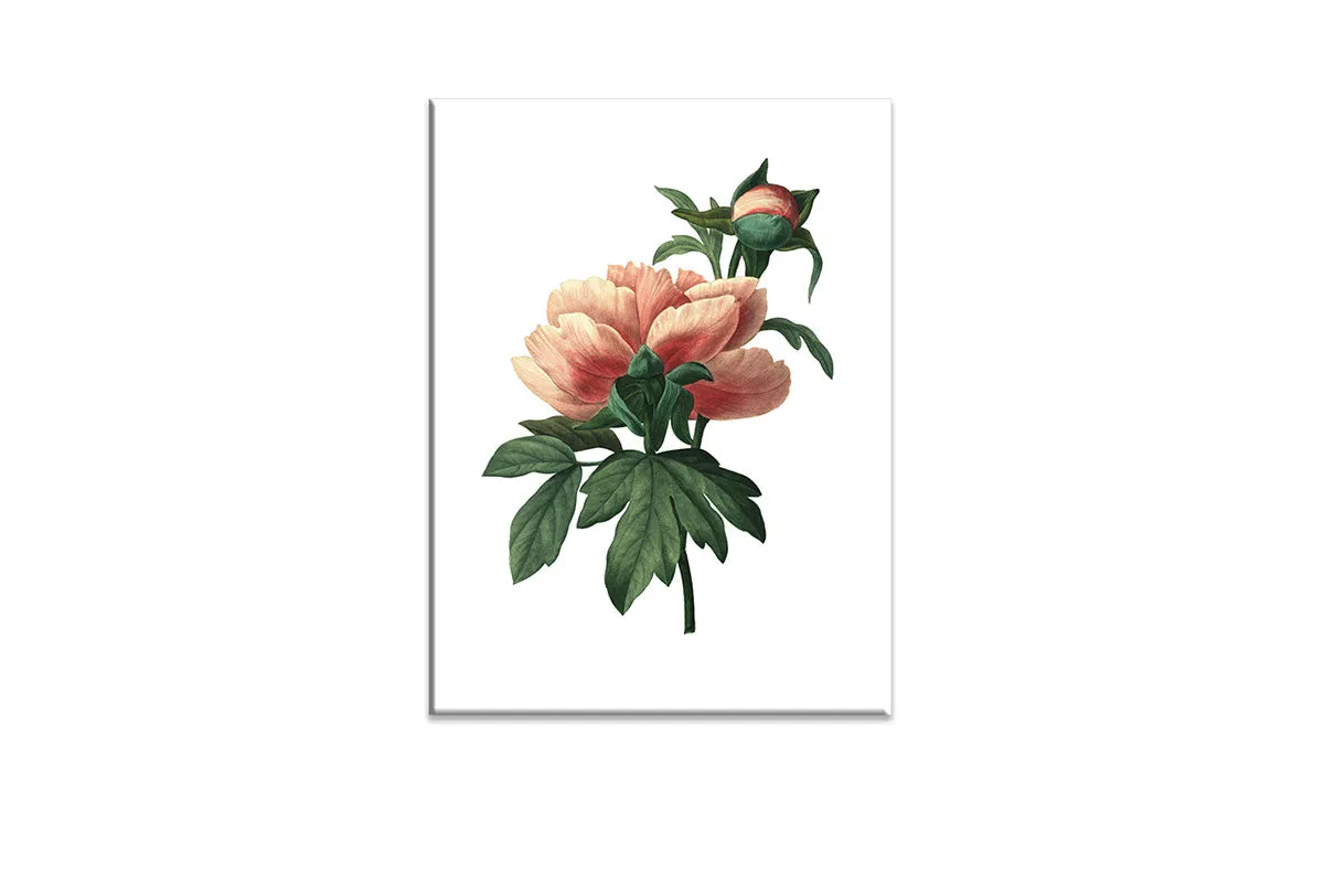 Botanical Illustration Chinese Peony | Botanical Wall Art Print