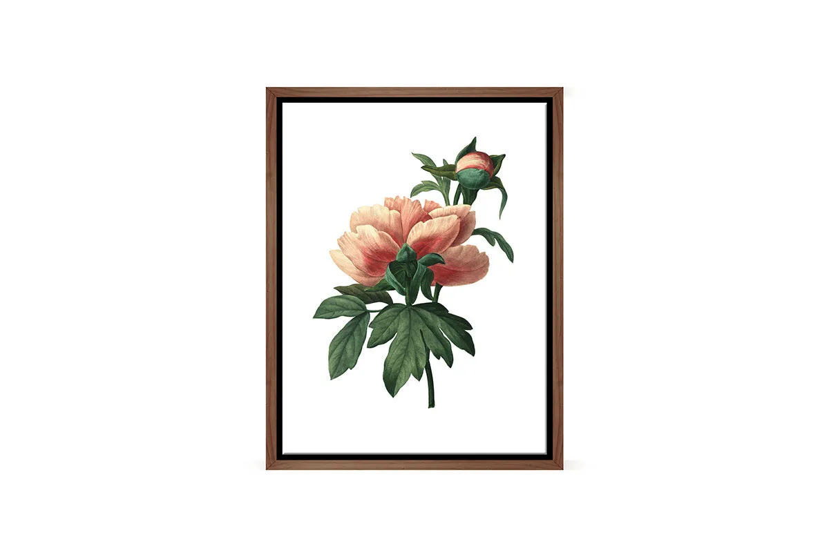 Botanical Illustration Chinese Peony | Botanical Wall Art Print