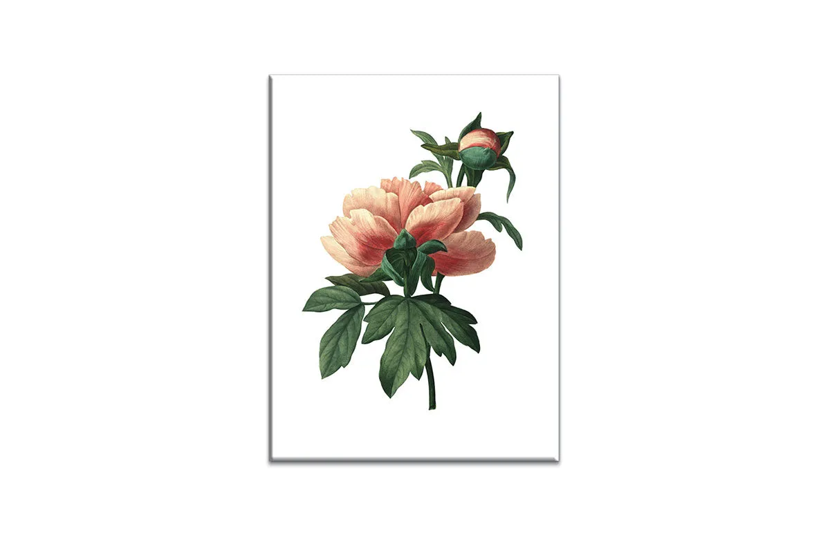 Botanical Illustration Chinese Peony | Botanical Wall Art Print