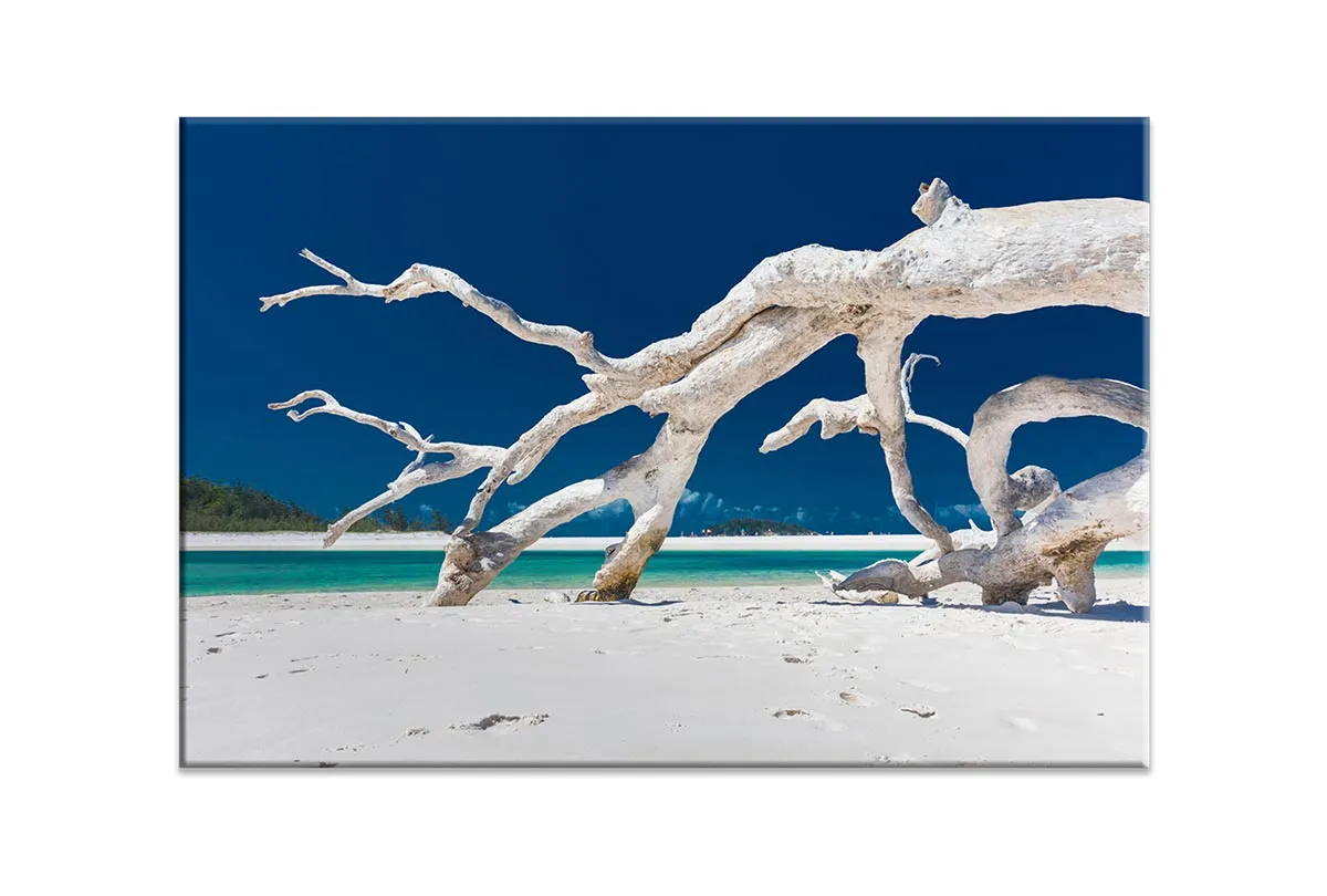 Driftwood, Whitehaven Beach, Australia | Canvas Wall Art Print