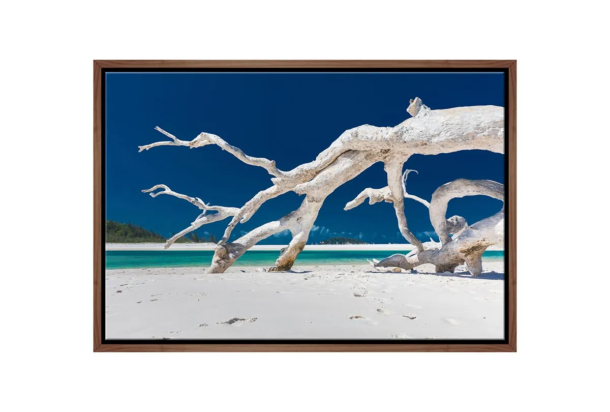 Driftwood, Whitehaven Beach, Australia | Canvas Wall Art Print