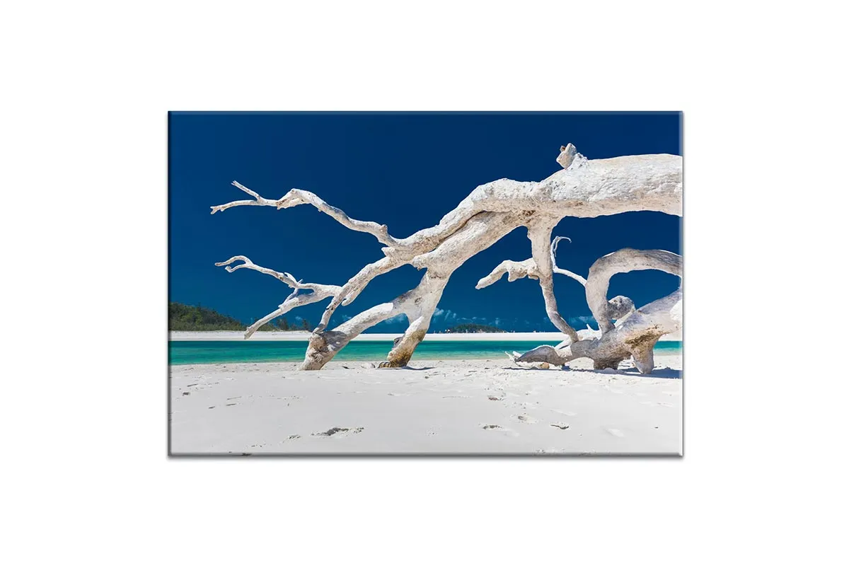 Driftwood, Whitehaven Beach, Australia | Canvas Wall Art Print