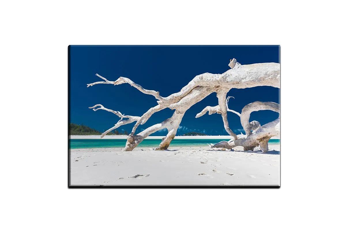 Driftwood, Whitehaven Beach, Australia | Canvas Wall Art Print