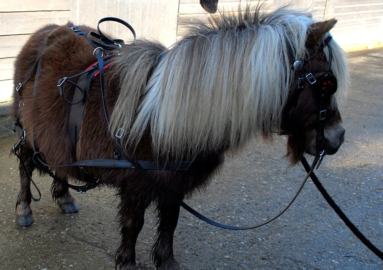 Windsor Miniature Pony Full Harness Set